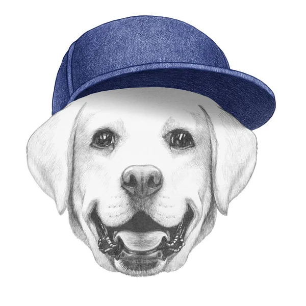Labrador 'un şapkalı portresi. El çizimi illüstrasyon