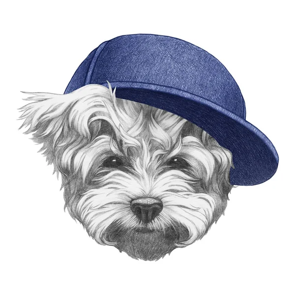 Portrait Maltese Poodle Cap Hand Drawn Illustration — Stock Photo, Image
