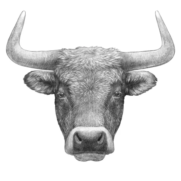 白色背景上的公牛肖像 手绘插图 — 图库照片
