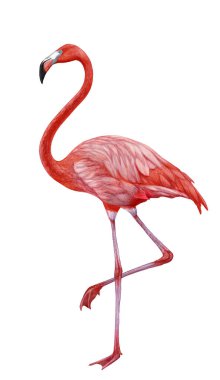Flamingo 'nun el çizimi çizimi. Pembe Kuş.