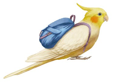 Cockatiel 'in sırt çantalı hali. Sarı Papağan.