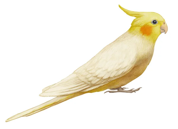 Cockatiel Kézzel Rajzolt Illusztrációja Sárga Papagáj — Stock Fotó