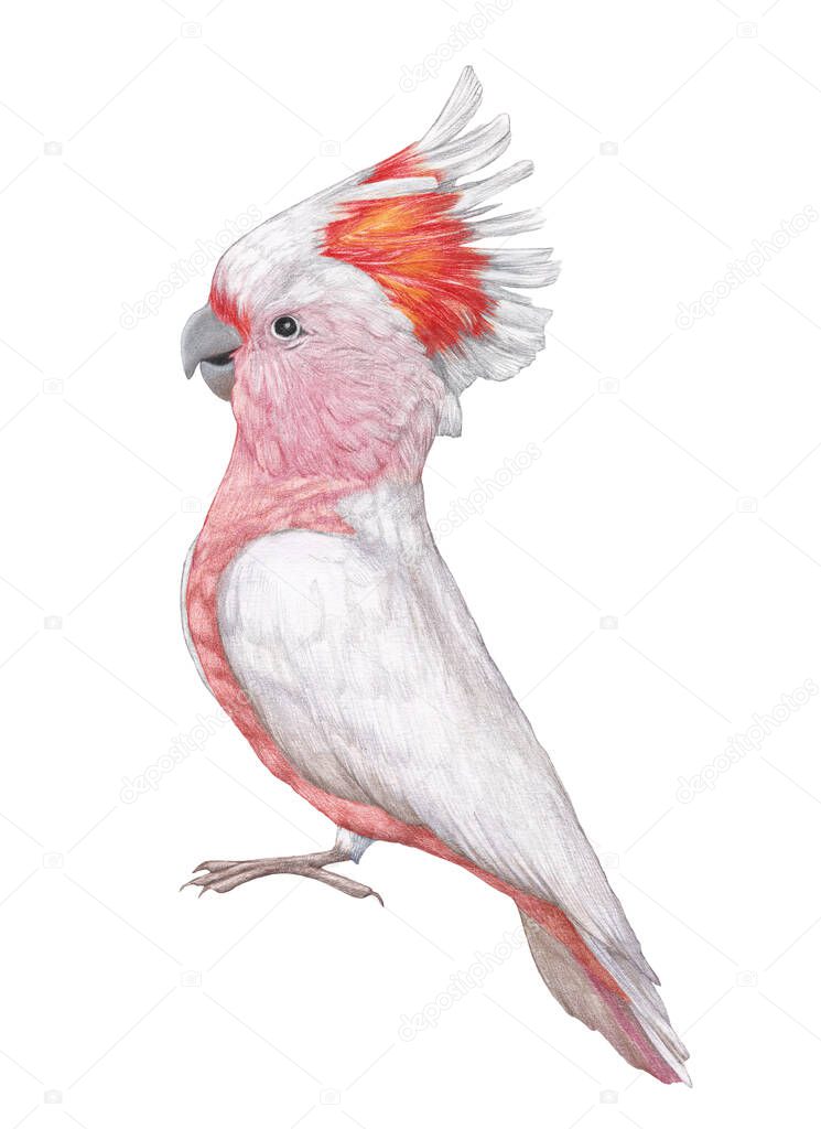 Hand-drawn illustration of Cockatoo. Pink Parrot.