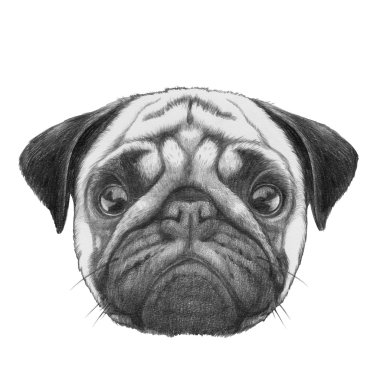 Özgün çizim Pug köpek