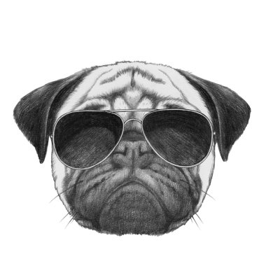 güneş gözlüğü ile pug köpek