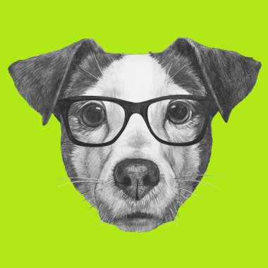 Jack Russell gözlüklü.