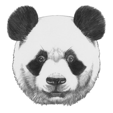 Panda özgün çizim