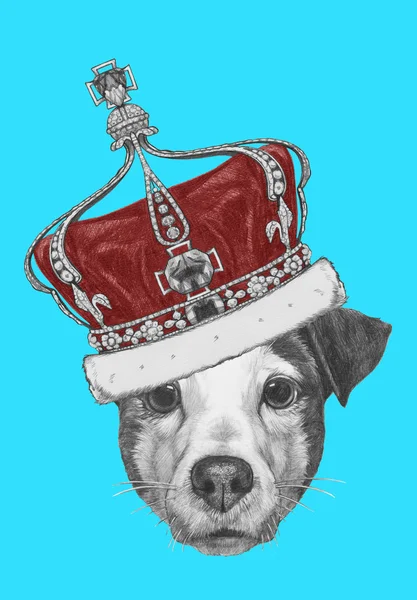 Jack Russell with crown — Stock Photo, Image