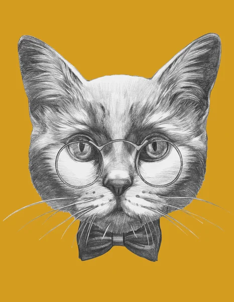 Cat with glasses and bow tie — Stock Photo, Image