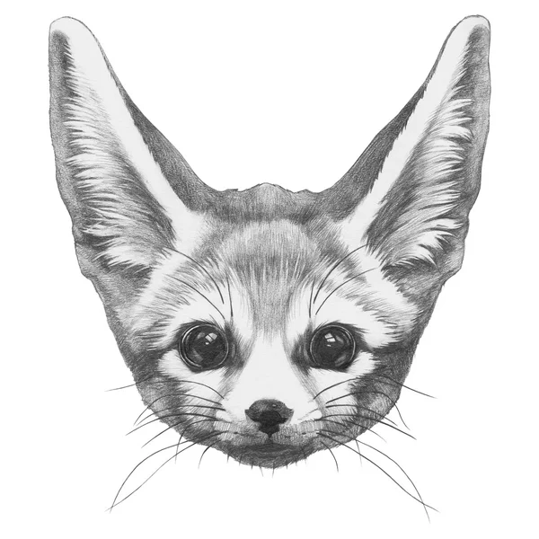 Original drawing of Fennec Fox — Stock Photo, Image