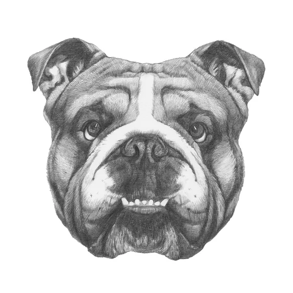 Original drawing of English Bulldog — Stock Photo, Image