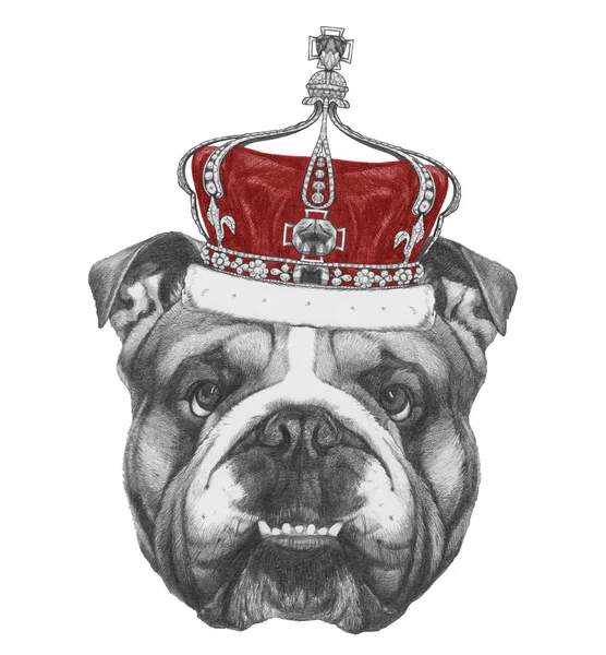 Engels Bulldog met kroon — Stockfoto