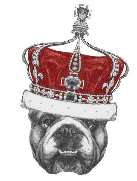 English Bulldog with crown — Stock Photo, Image