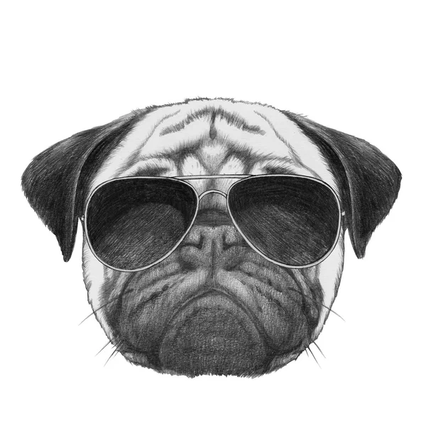 Пуговий собака з сонцезахисними окулярами — стокове фото