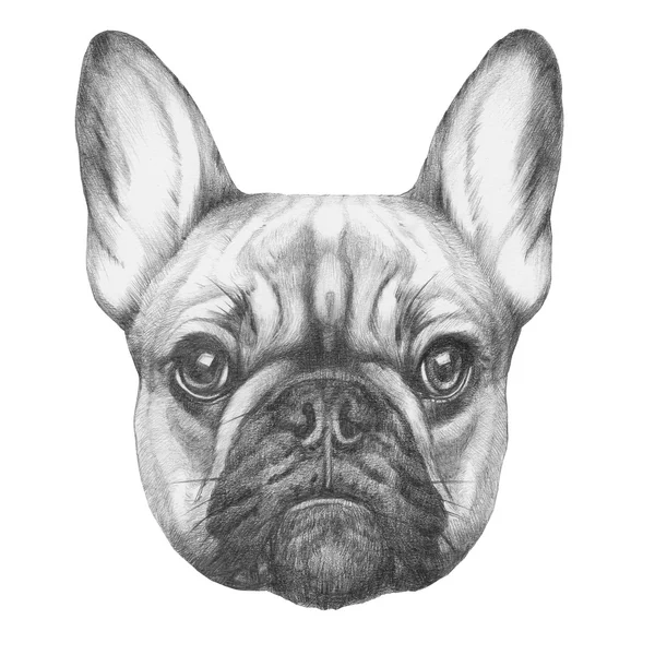 Oorspronkelijke tekening van Franse Bulldog — Stockfoto