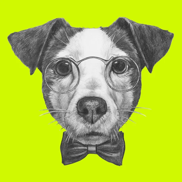 Jack Russell with glasses and bow tie — Stock Photo, Image