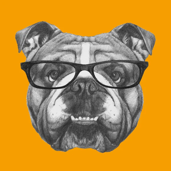 English Bulldog with glasses. — Stock Photo, Image