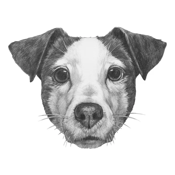 Oorspronkelijke tekening van Jack Russell — Stockfoto