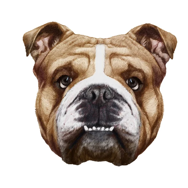 Oorspronkelijke tekening van Engels Bulldog — Stockfoto