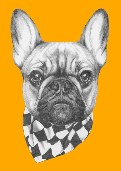 Bulldog francese con sciarpa — Foto Stock