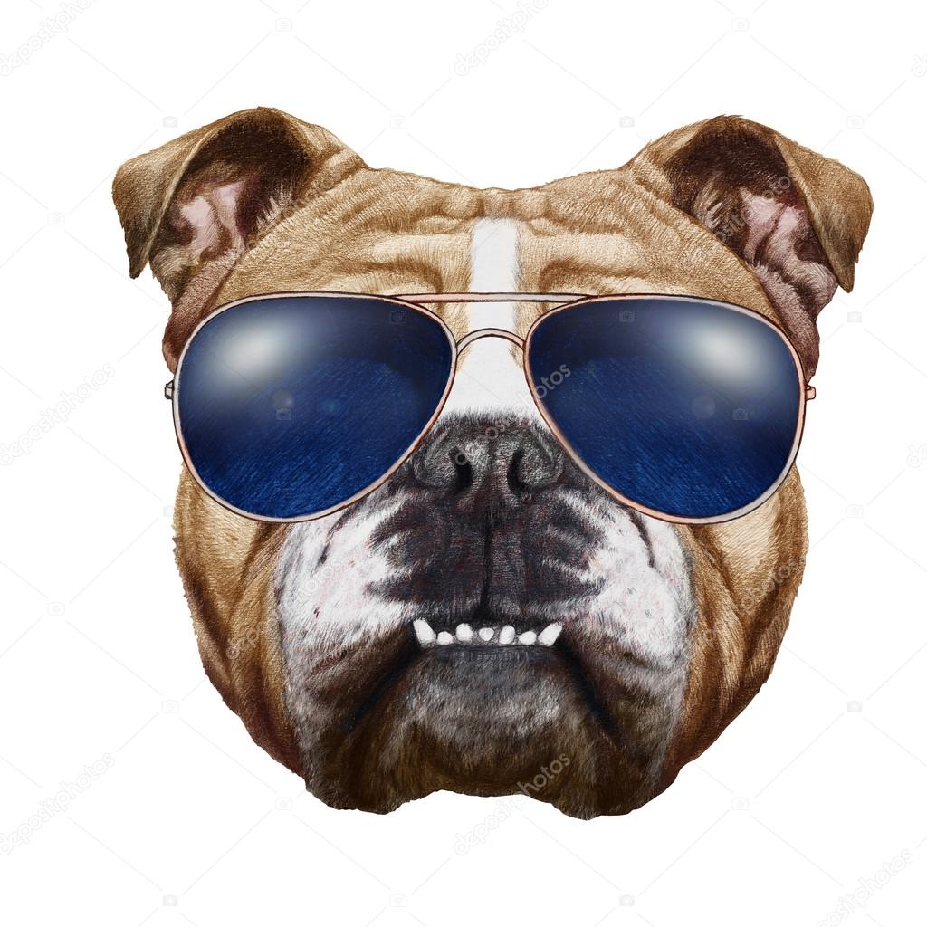 English Bulldog with sunglasses