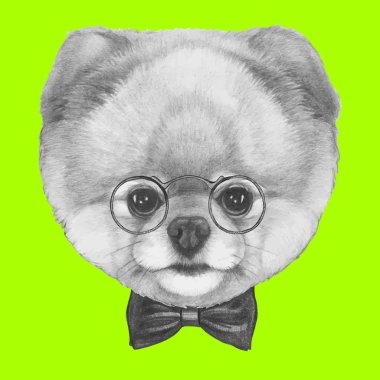 Gözlük ve papyon ile Pomeranya köpeği