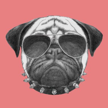 Pug köpek yaka ve güneş gözlüğü