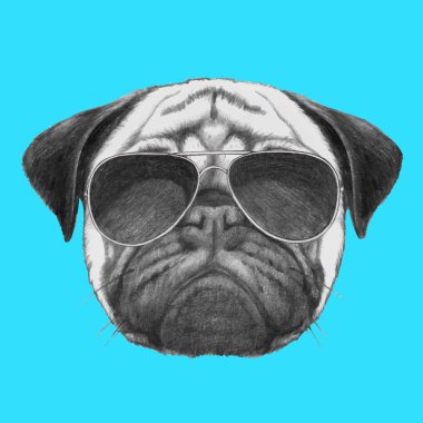 Pug köpek portre ile güneş gözlüğü