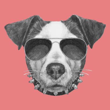 Jack Russell yaka ve güneş gözlüğü