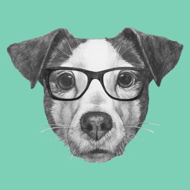 Jack Russell gözlüklü.