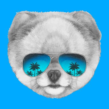 Ayna gözlüklü Pomeranya köpeği