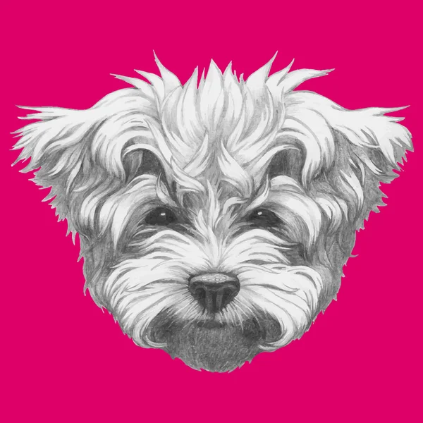 Portrait of Maltese Poodle — Stock Vector