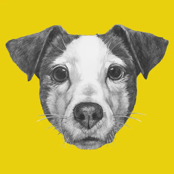 Retrato de Jack Russell —  Vetores de Stock