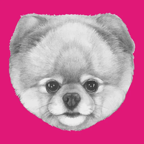 Retrato de perro de pomerania — Archivo Imágenes Vectoriales