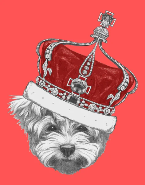 Retrato de caniche maltés con corona — Vector de stock