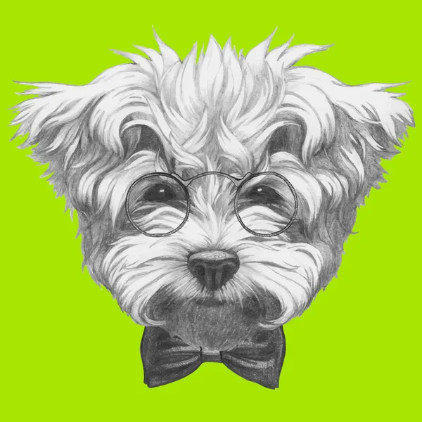 Maltese Poodle with glasses and bow tie — Stock Vector