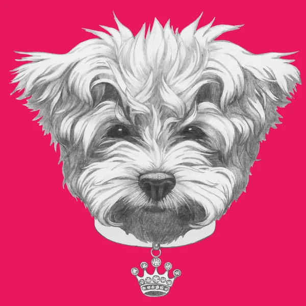 Perro caniche maltés con collar — Vector de stock