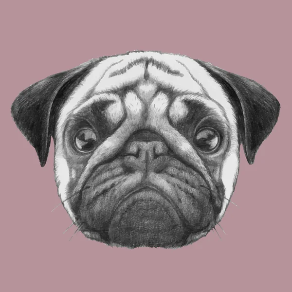 Portrait de chien Pug — Image vectorielle