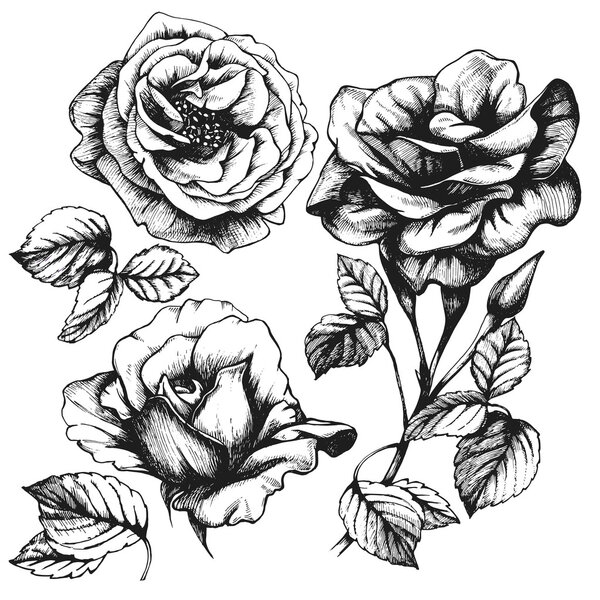 Ручные розы
