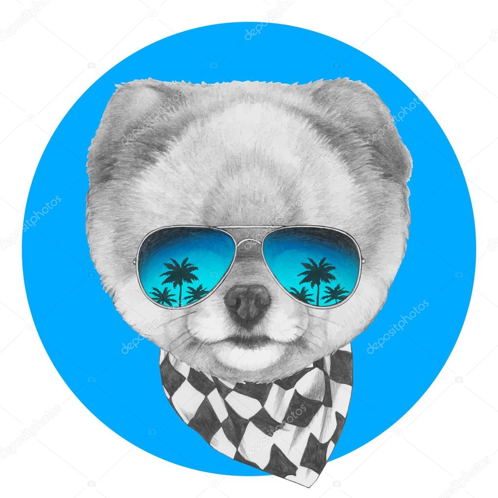 Pomeranian dog with mirror glasses and scarf