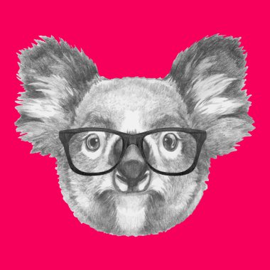 Koala portresi gözlüklü