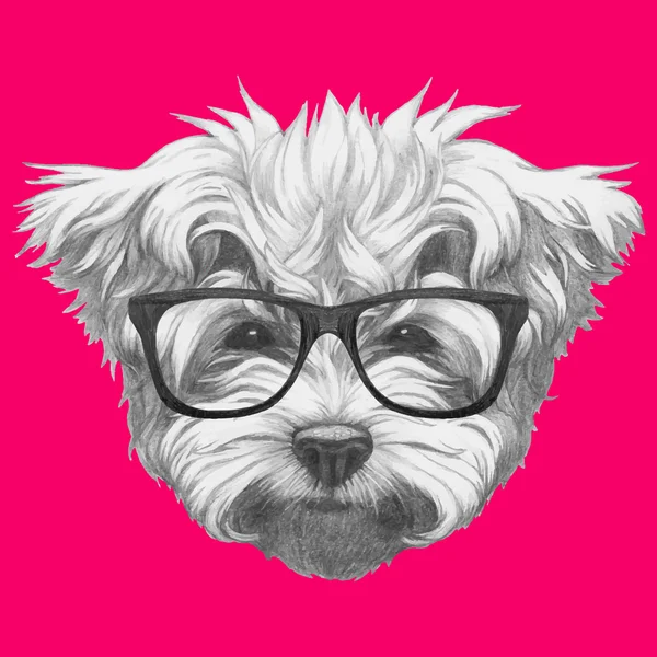 Poodle maltês com óculos — Vetor de Stock