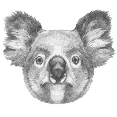 Koala orijinal çizim