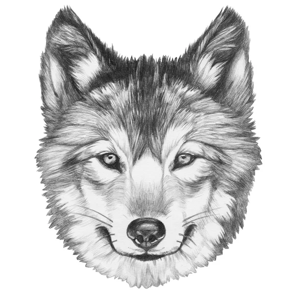 Original drawing of Wolf. — Stock Photo, Image