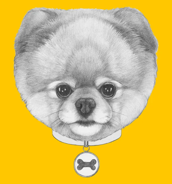 Pomeranian σκύλος με γιακά — Φωτογραφία Αρχείου