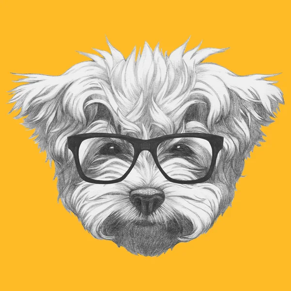 Μαλτεζικά Poodle με γυαλιά — Φωτογραφία Αρχείου