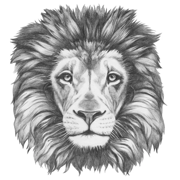Original drawing of Lion Stock Image