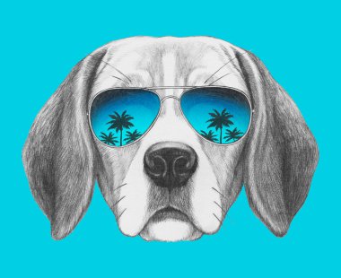 Beagle köpek portre ayna güneş gözlüğü ile.