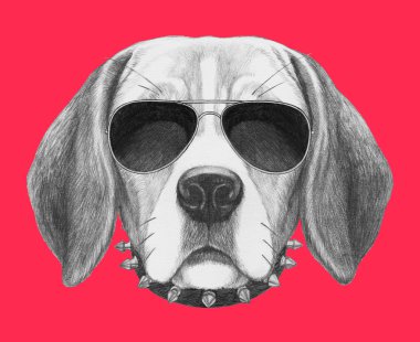 Beagle köpek portre güneş gözlüğü ve yaka ile