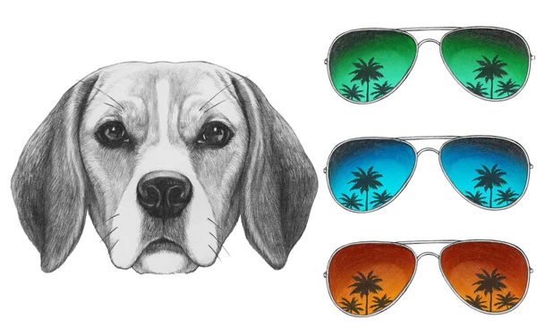 Beagle Hund mit Spiegelsonnenbrille — Stockfoto